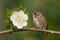 Natural harmony bird perches near flower on tranquil branch