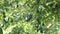 Natural hass avocados hanging in a avocado tree in a agricultural plantation