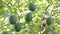 Natural hass avocados hanging in a avocado tree in a plantation a sunny day