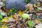 Natural healthy apple fallen under a apple tree in autumn