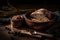 Natural healthy delicious bread. Rustic still life