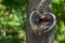 Natural heart shape in old rough wood crack tree texture against