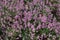 Natural heather close-up. Background from flowers of lilac color.