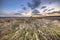 Natural heathland landscape with grass vegetation