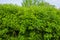 Natural hedge of yellow acacia bushes.