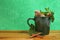 Natural herbal ingredients in mug on green background