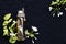 Natural herbal oils extract white flower mok