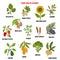 Natural herbs as source vitamin E nuts, vegetables, oils