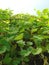 Natural herbs in a greenhouse