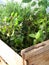 Natural herbs in a greenhouse