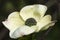 Natural history portrait of dogwood tree Cornus Florida in full bloom in Spring