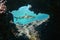 Natural hole underwater with a blacktip reef shark