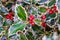 Natural holly leaves and berry background. Christmas and New year pattern