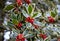 Natural Holly Leaves And Red Berry Background. Christmas Pattern