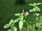 Natural Holy Basil plant in the sunshine