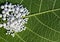 Natural Homeopathic Concept - Close up view of scattered homeopathic pills on green leaf