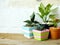 Natural house plants on wooden background texture with space copy