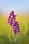 Natural hybridization between the Lady orchid Orchis purpurea and the Military orchid Orchis militaris