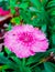 This is a natural image of pink flower with green mind-blowing awesome m