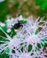 This is a natural image white flower with ant mind-blowing awesome m