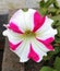 Natural Indian Petunia flower in red and White colour