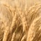 Natural ingredient element, close up look at wheat in 3d illustration. Detailed wheat ears, oats or barley, illustration design