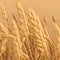 Natural ingredient element, close up look at wheat in 3d illustration. Detailed wheat ears, oats or barley, illustration design