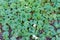 natural ivy gourd with green leaves sensitive plant nature background(coccinia grandis) thai phak tam leung.