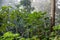 Natural Jungle background. Tropical rain forest in the morning mist