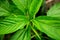 Natural Jute leaves closeup photo, A baby jute plant growing on the fields