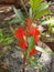 Natural kudalu flower type in sri lanka