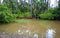 Natural lagoon covered in trees and wild life hinterland gold coast australia