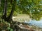 Natural lake shore with tree and reeds