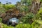 Natural land bridge Hufangalupe on the southern part of Tongatapu island in Tonga