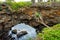 Natural land bridge Hufangalupe on the southern part of Tongatapu island in Tonga