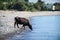 The natural landscape with the brown cow on the pebbly beach, drinking water