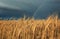 natural landscape with field of Golden ripe wheat ears on blue background a stormy sky with clouds and a bright rainbow