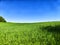 Natural landscape with green grass and a blue sky on a sunny summer day. Beautiful scenery with endless expanse