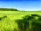 Natural landscape with green grass and a blue sky on a sunny summer day. Beautiful scenery with endless expanse