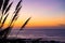 Natural landscape image of colorful sunset sky with silhouette of tall Toetoe toitoi tall grass New Zealand