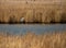 Natural landscape image of the wetlands marsh with a Great Blue Heron fishing in Black Water National Wildlife Refuge