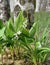 Natural landscape. May lily of the valley in the grass with fluffy seeds, next to the birches.