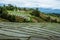 Natural landscape, mountain Rice fields