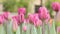 Natural landscape with pink tulips close-up