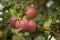 Natural landscape - red apples on the branch.