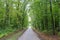 Natural landscape with a road inside a forest. Green lushly trees un bushes around the littte empty road