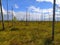 A natural landscape with a skyline, green trees, grass and dead dry trees. Blue sky with clouds. Photowall-paper