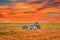 Natural landscape at sunset - view of a herd of zebras grazing in high grass