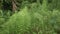 natural landscape view of fern leaves in lush rain forest field with morning mist moist and sunshine in greenery tree rain forest