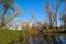 Natural landscape with willows on the river Ehle